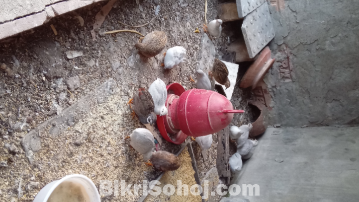 কিং কয়েল